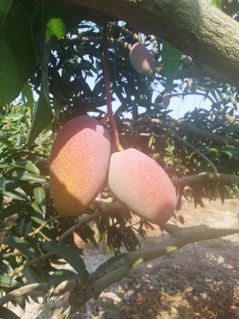 树上自然熟贵妃芒果八斤净果包邮