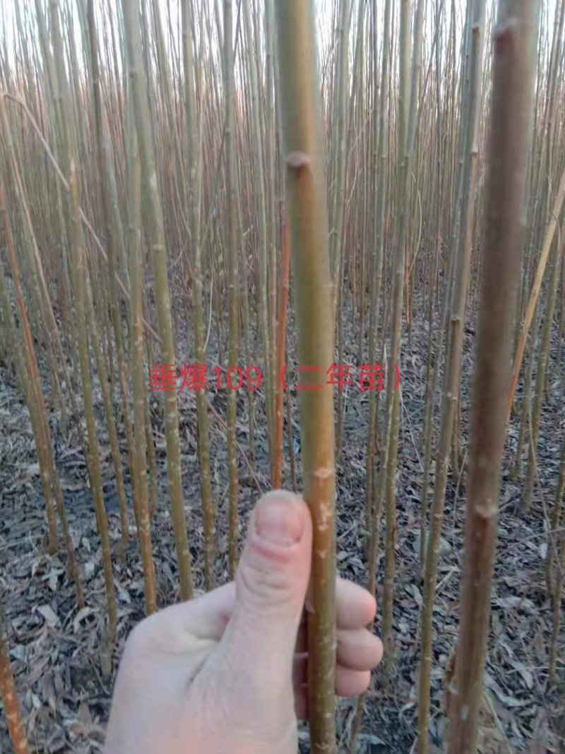 垂柳锤爆109一年苗一公分至五公分