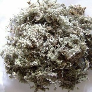 大量供应茵陈