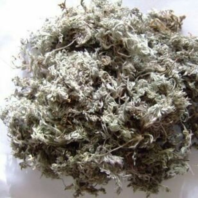 大量供应茵陈