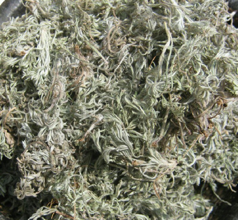 大量供应茵陈