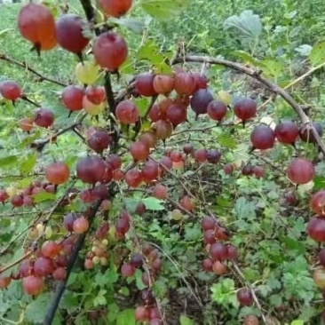 东北抗寒大果型灯笼果苗