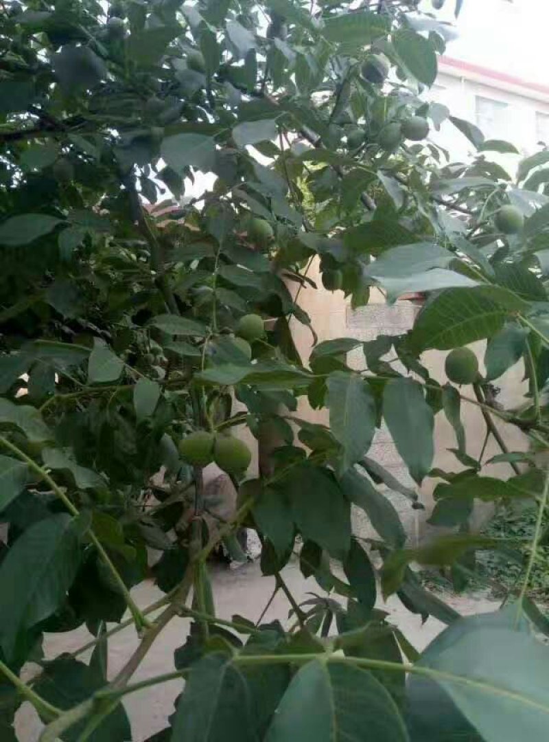 核桃树