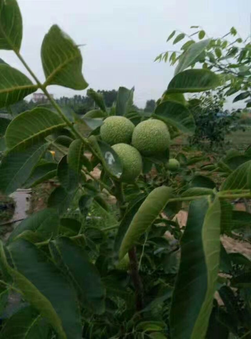 核桃树