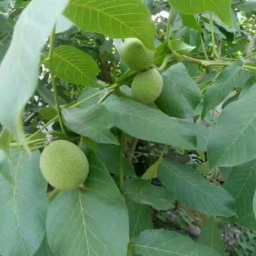 核桃树