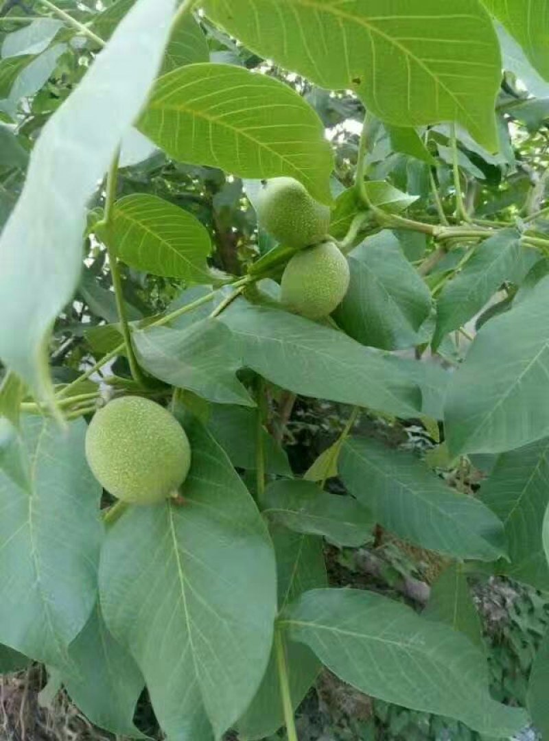 核桃树