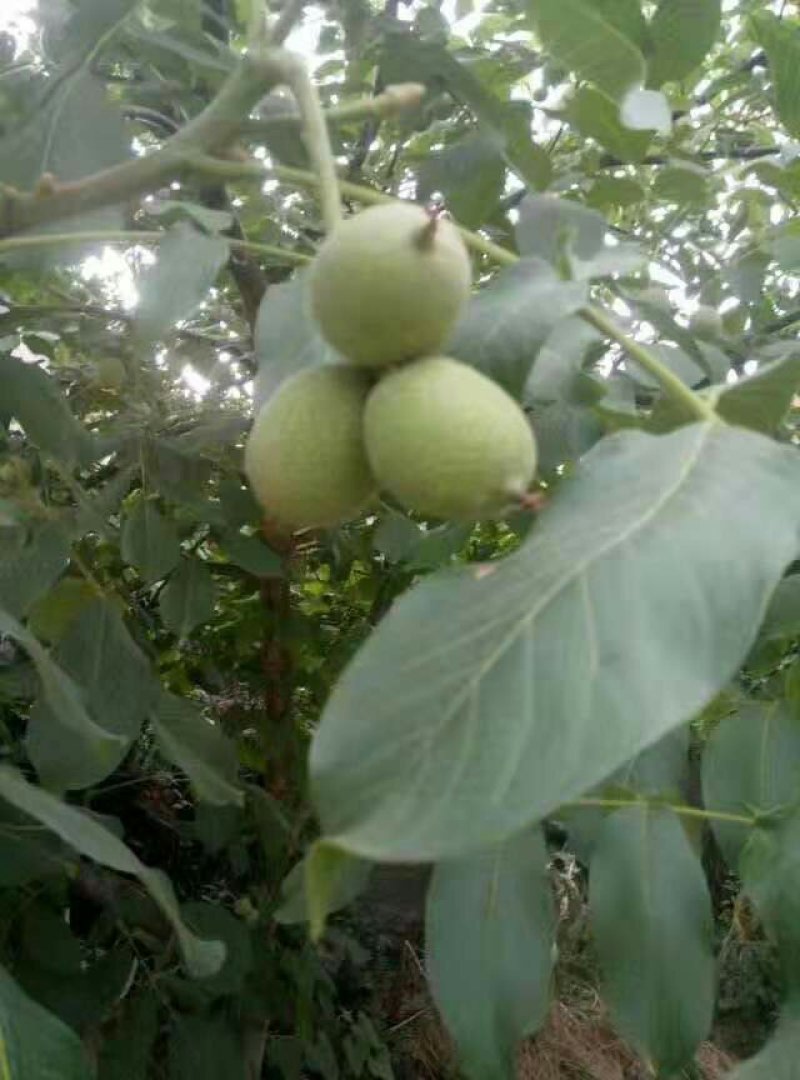核桃树