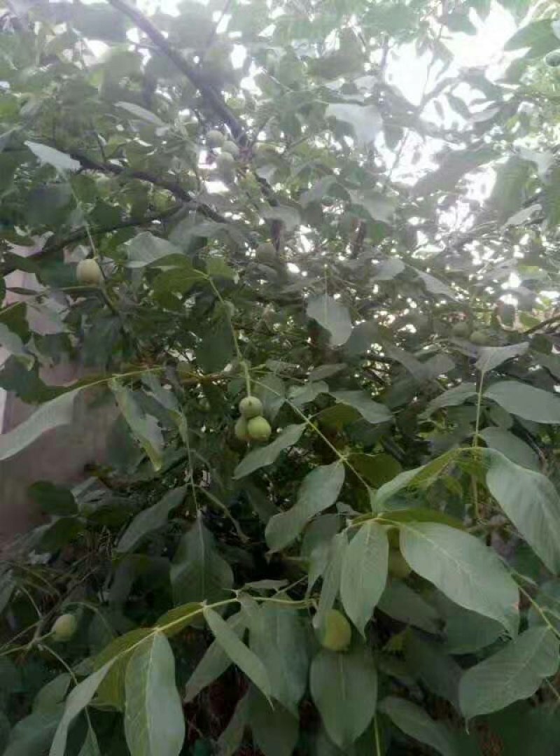 核桃树