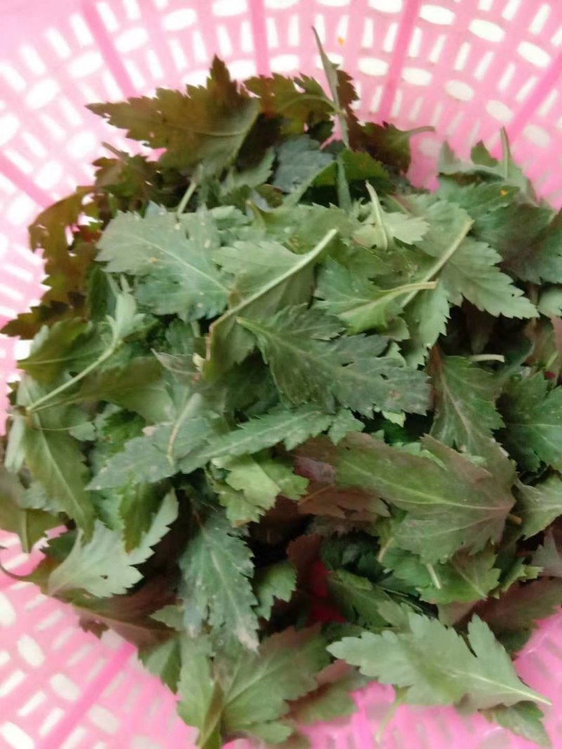 保健蔬菜菊花脑