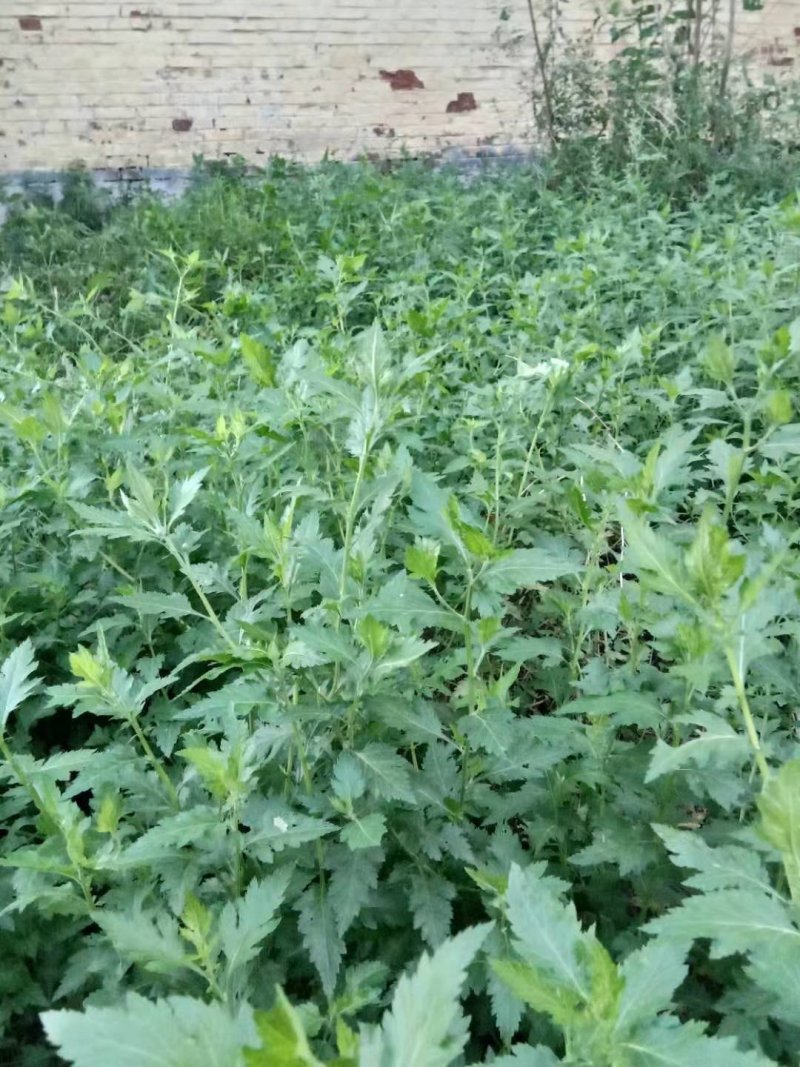 保健蔬菜菊花脑