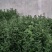 保健蔬菜菊花脑