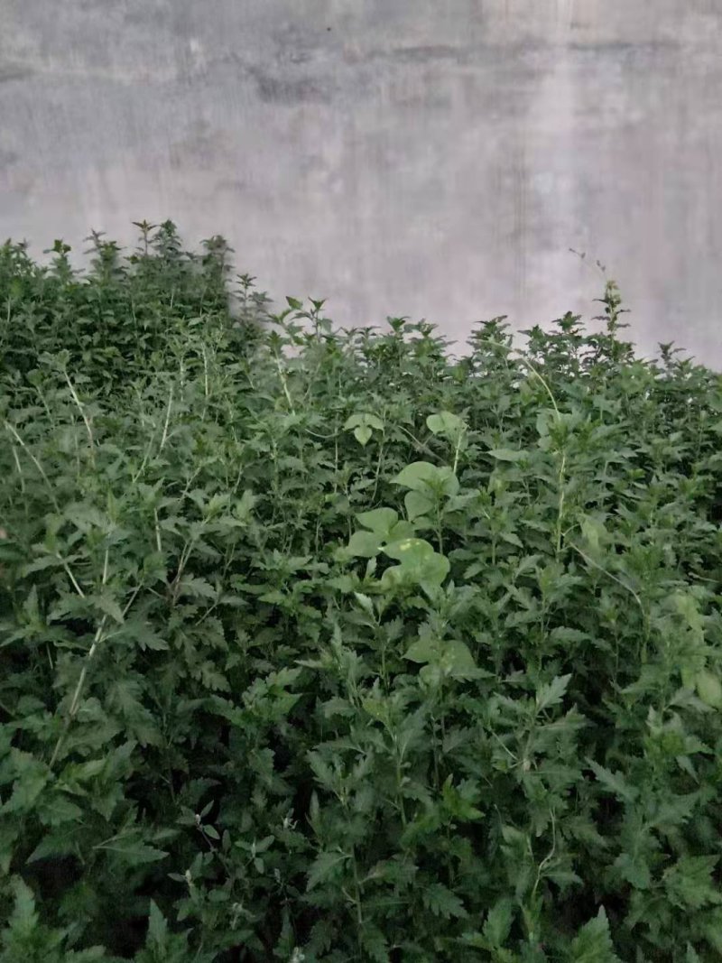 保健蔬菜菊花脑