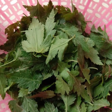 保健蔬菜菊花脑