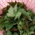 保健蔬菜菊花脑