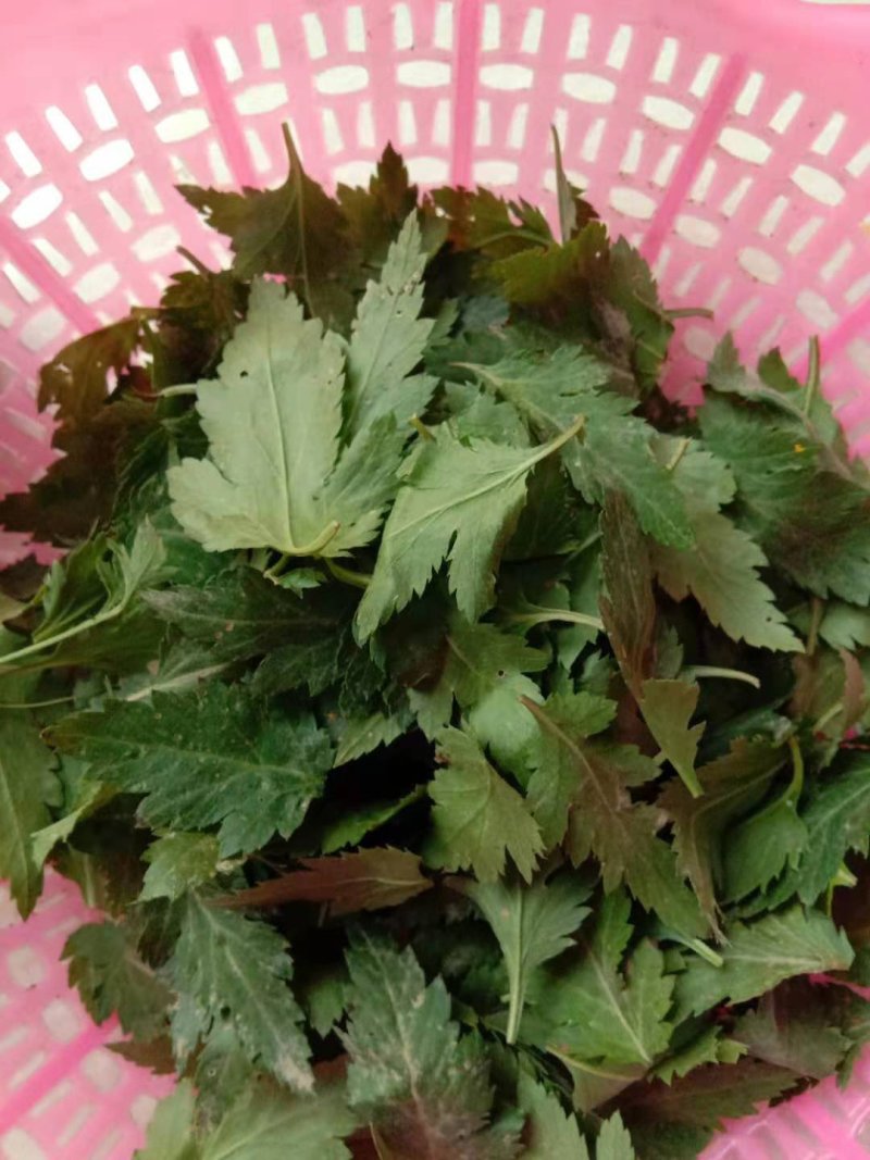 保健蔬菜菊花脑