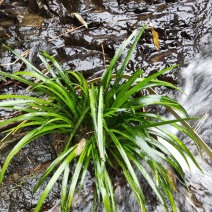 石菖蒲，石菖蒲种苗基地直供现挖现卖技术指导