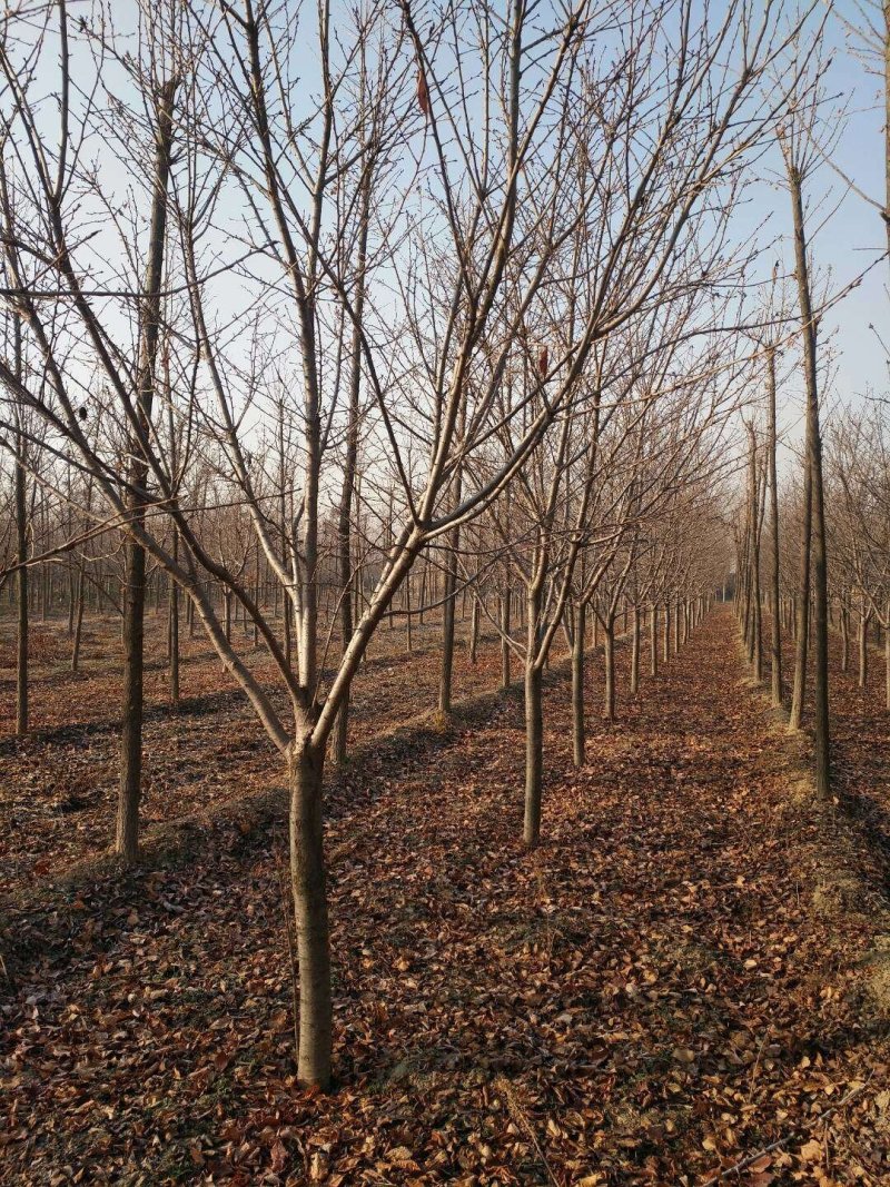 樱花4公分