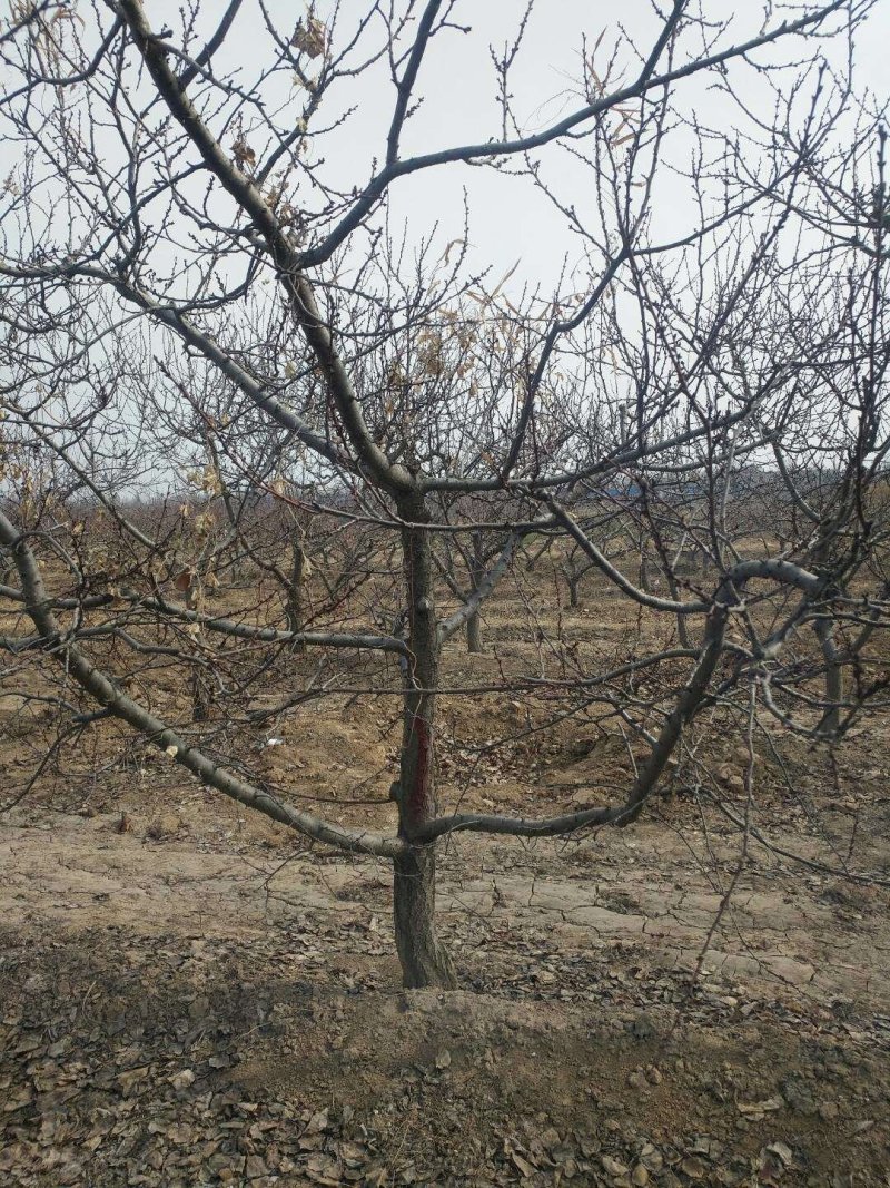 杏树14~16