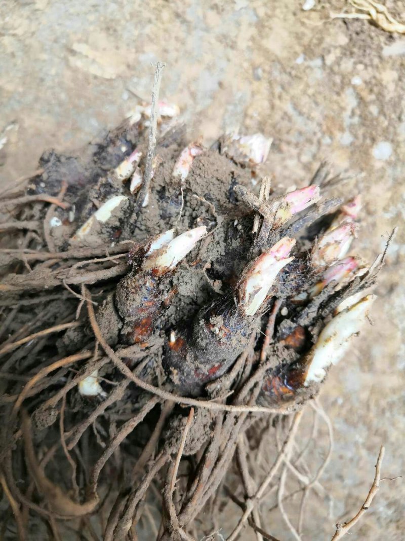 白茶苍术种苗，自家基地直发包成活技术指导量大从优