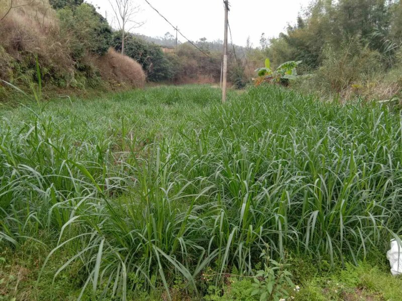 大量供应散养陆川土猪