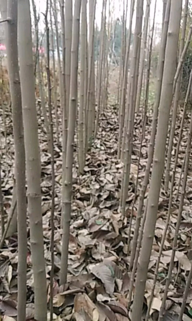 椿树4公分