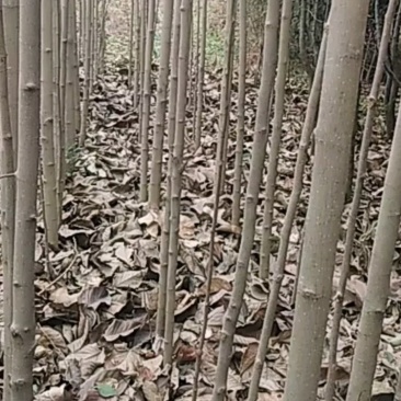 椿树4公分