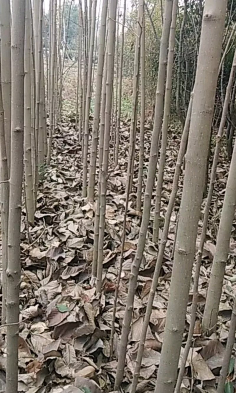 椿树4公分