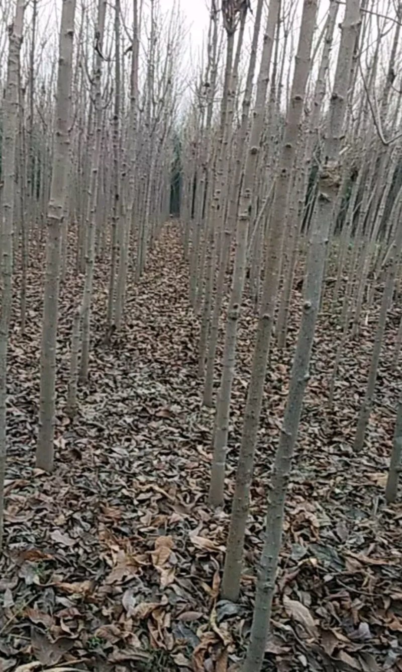 椿树4公分