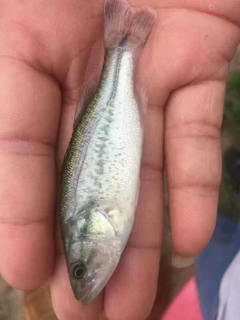 鲈鱼苗
