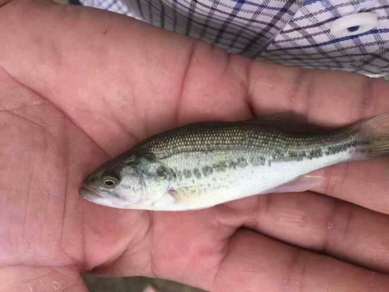 鲈鱼苗