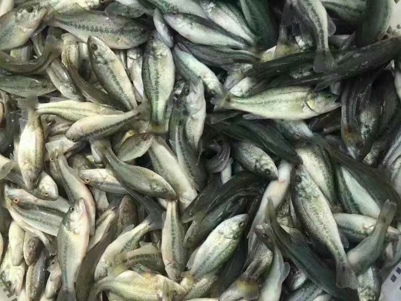 鲈鱼苗