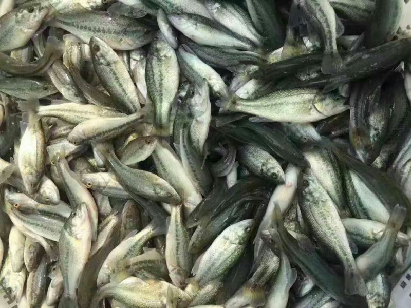 鲈鱼苗
