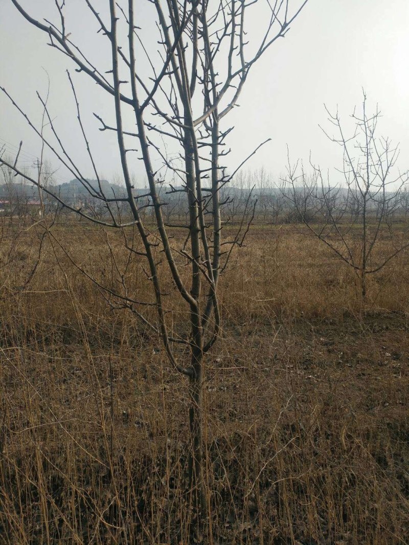梨树4-6公分