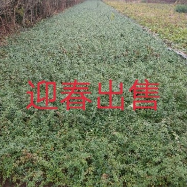 迎春花苗