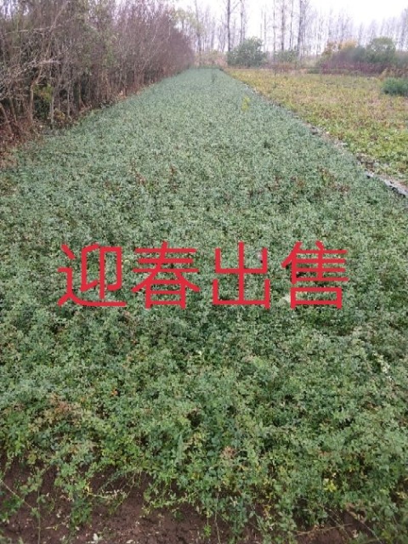 迎春花苗