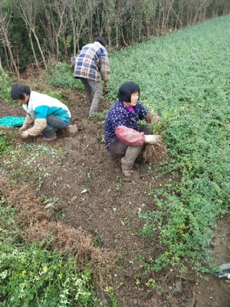 迎春花苗
