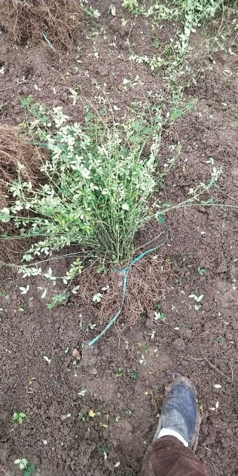 迎春花苗