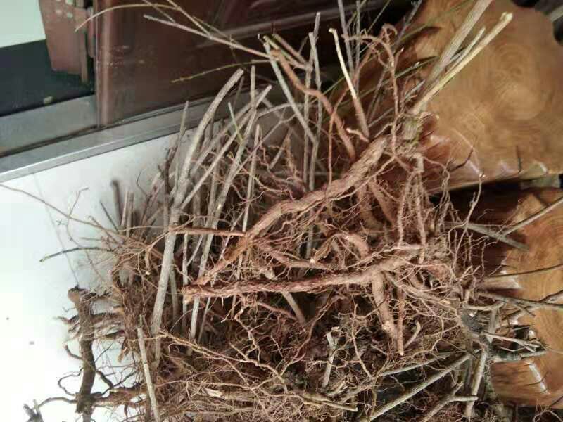 迎春苗木供应基地直销物美价廉欢迎选购