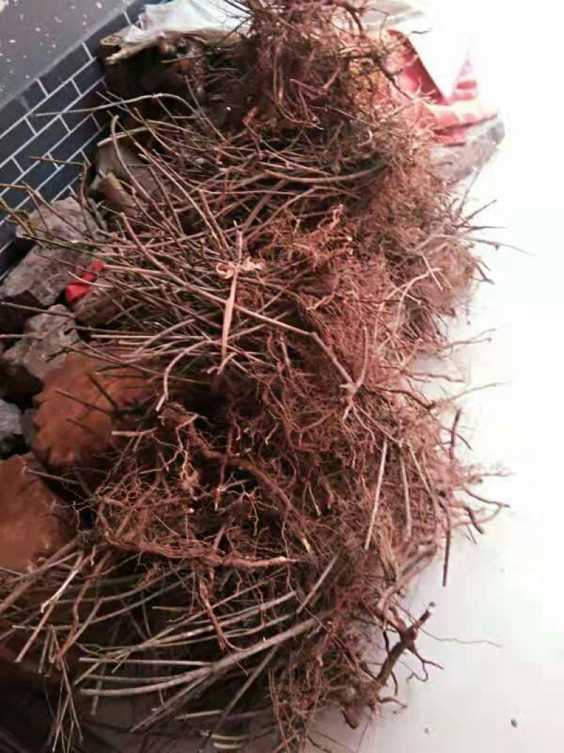 迎春苗木供应基地直销物美价廉欢迎选购