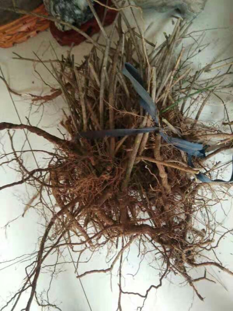 迎春苗木供应基地直销物美价廉欢迎选购