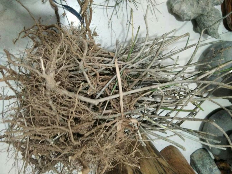 迎春苗木供应基地直销物美价廉欢迎选购