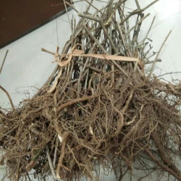 迎春苗木供应基地直销物美价廉欢迎选购
