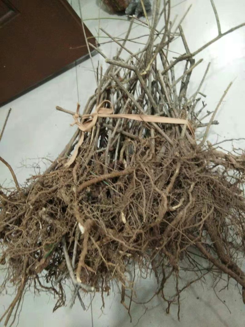 迎春苗木供应基地直销物美价廉欢迎选购