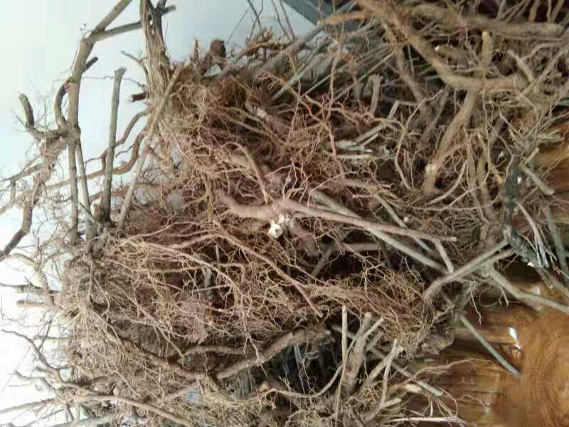 迎春苗木供应基地直销物美价廉欢迎选购