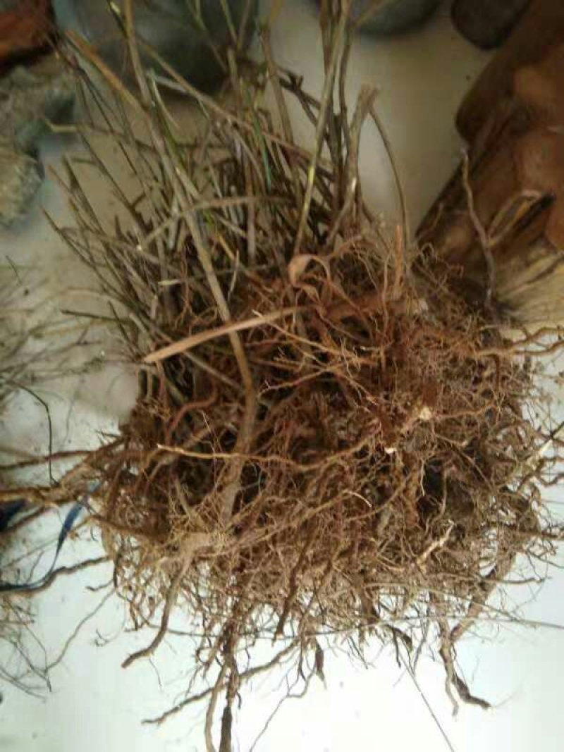 迎春苗木供应基地直销物美价廉欢迎选购