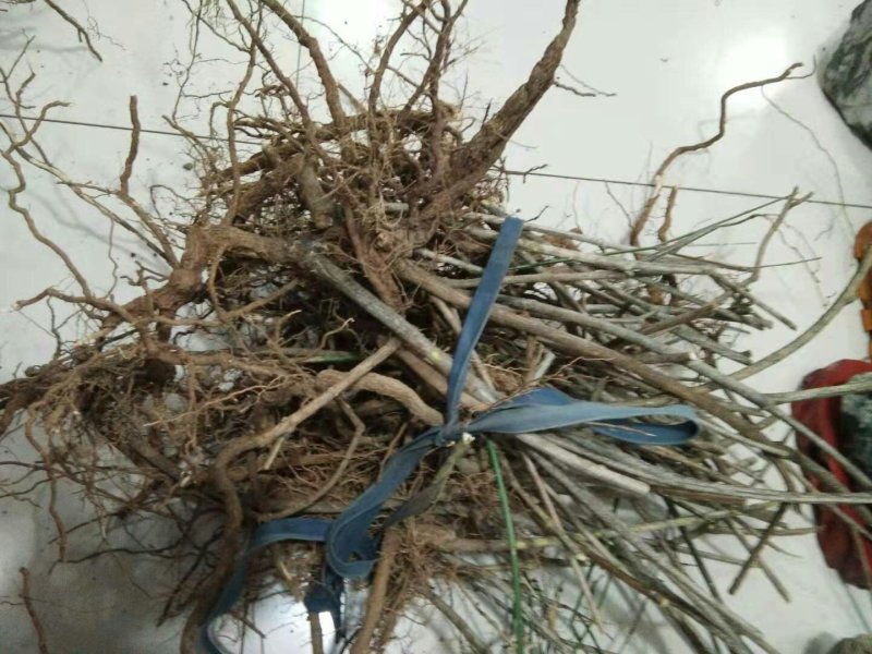 迎春苗木供应基地直销物美价廉欢迎选购