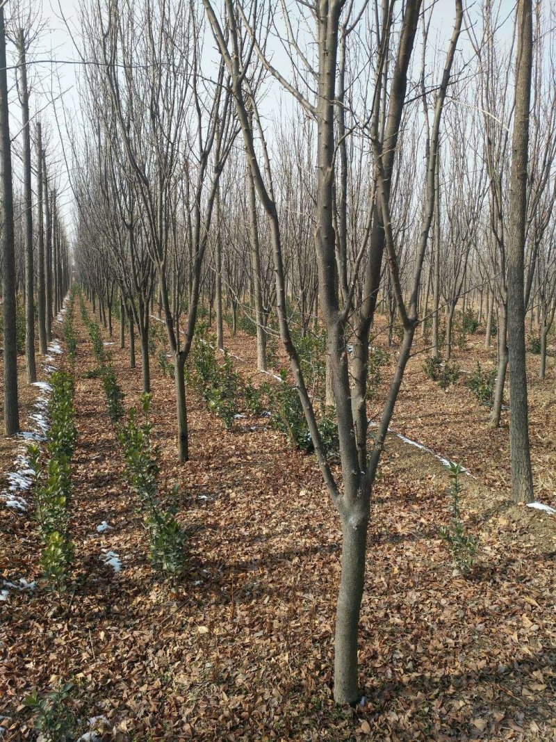 紫叶李4-5公分量大货优