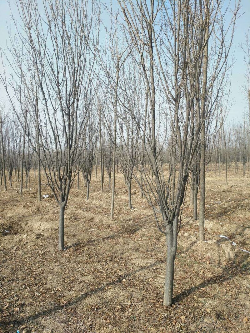 紫叶李4-5公分量大货优