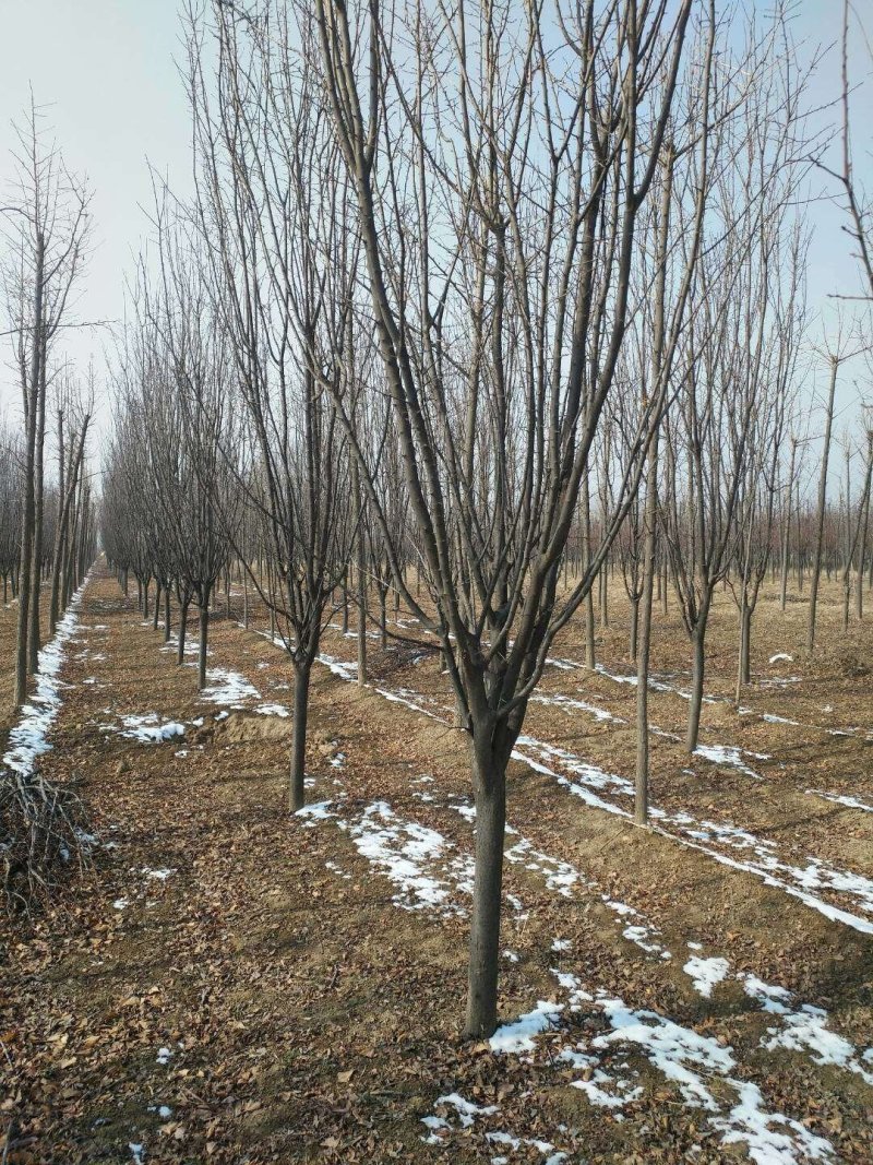 紫叶李4-5公分量大货优
