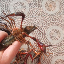 小龙虾